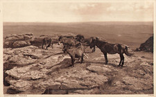 CP DARTMOOR PONIES - 20170