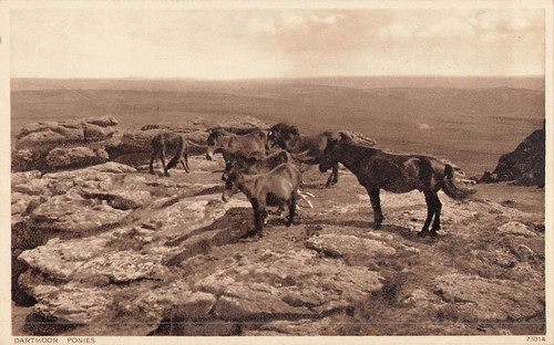 Dartmoor ponies 20170 - ponies,