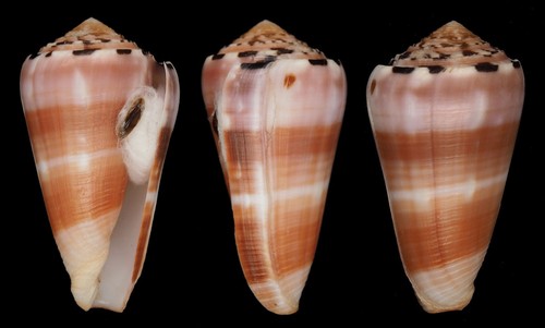 Coquillage collection - collection,