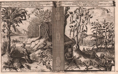 1729 rare gravure - rare, et
