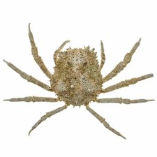 Crabe tide naturalisé -