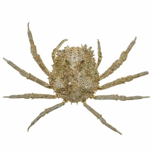 Crabe tide naturalisé - ,