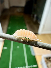 Isopodes Cubaris Papaya Cloporte Vivarium Terrarium Bioactif