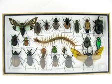 Insectes 3D - exotiques réel
