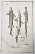 Gravure XIXe poissons : SQUALE