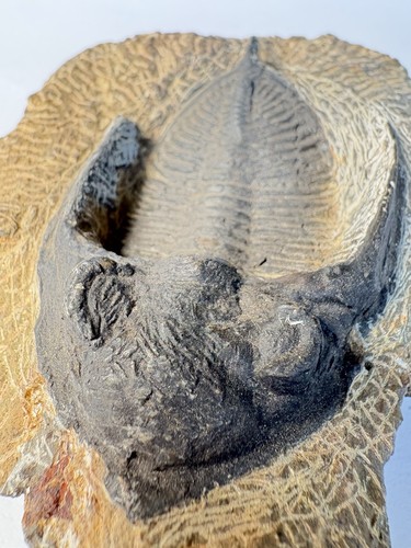 Odontochile trilobite fossils - trilobite,