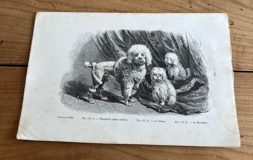 Gravure ancienne chien n66 - gravure,