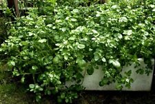 Cresson De Fontaine À Large Feuille 250  graines