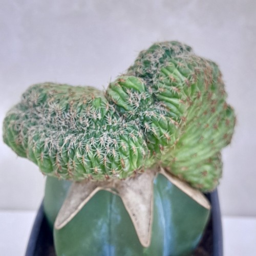 Sulcorebutia canigueralii - sulcorebutia,