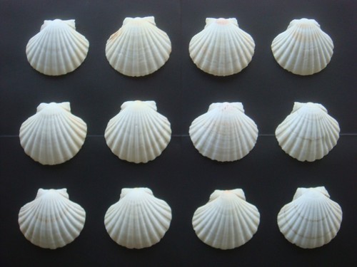 Lot coquilles saint - coquilles,