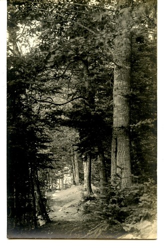 Rural path forest boothbay - rural, path-forest-boothbay