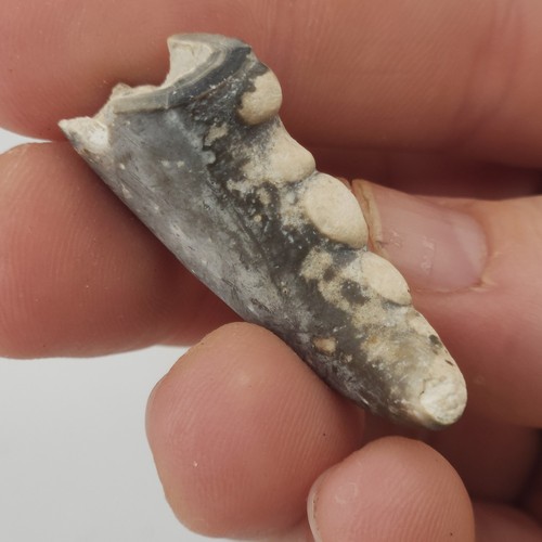 Crab claw fossil florida - crab,