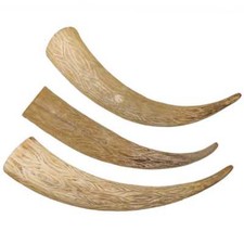 Corne de vache gravée - 40 à 50 cm - A l"unité