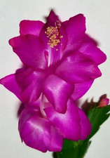 Schlumbergera ‘Tango
