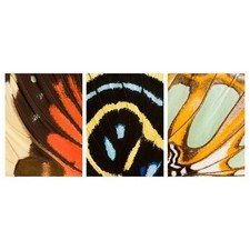 Lot de 3 tableaux ailes de