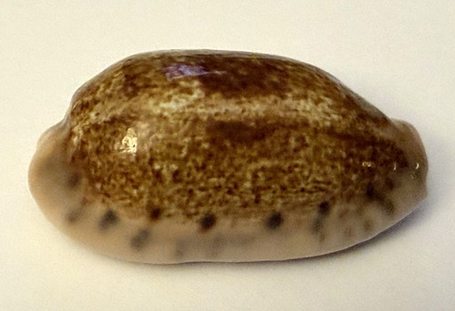Coquillages cypraea caurica - coquillages cypraea,