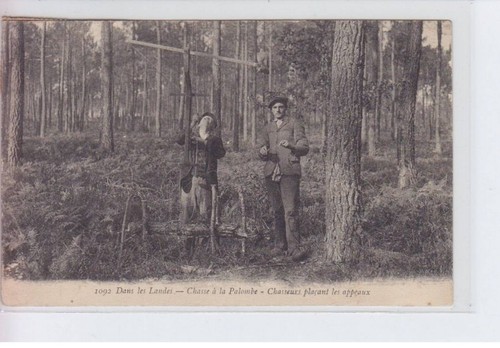 Landes chasse la palombe - chasse,