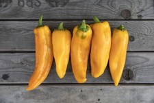 25 GRAINES - POIVRON Corne de