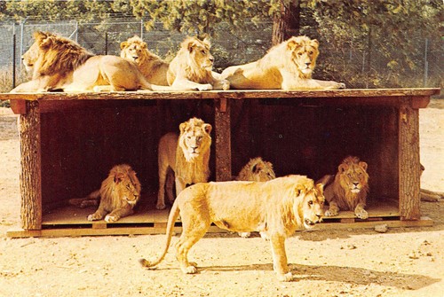 Safari parc de - 07-safari-parc,