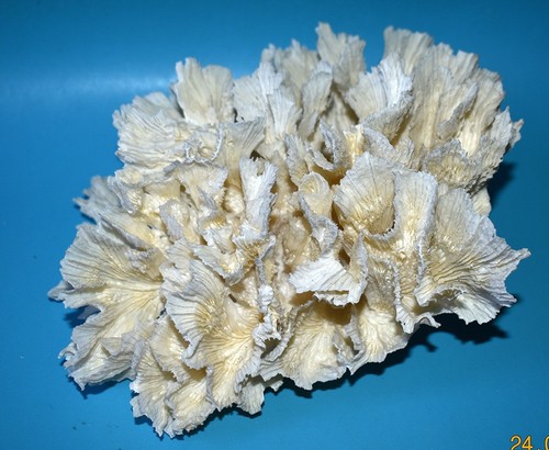 Coral corail fleurs - ,