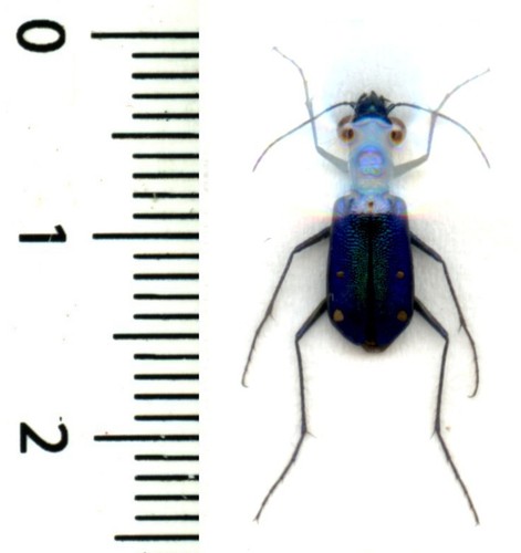 Cicindelidae prothyma - cicindelidae,