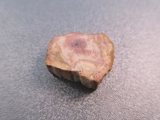 Madagascar Petrified Wood