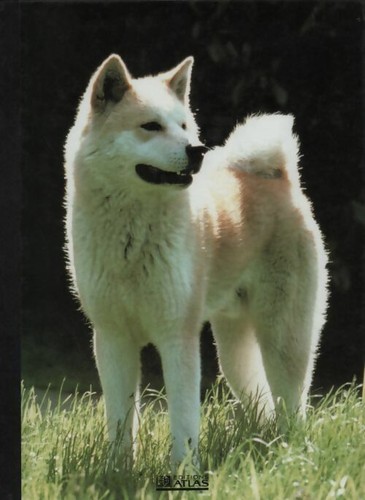 Mon compagnon chien - mon,