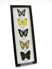 5 papillons - cadre exotiques