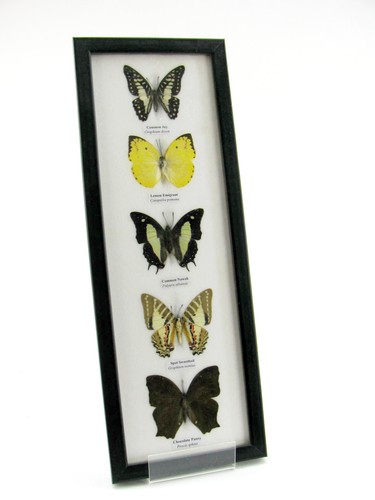 Papillons cadre exotiques - 5,