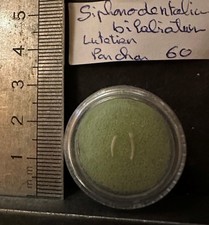 COLLECTION COQUILLAGES FOSSILES : SIPHONODENTALIUM BILABIATUM lot de 2