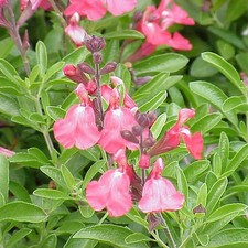 Salvia greggii 'Lipstick' - Sauge rose et blanche - Sauge arbustive bicolore