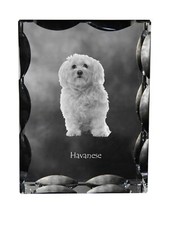Havaneser,Bichon