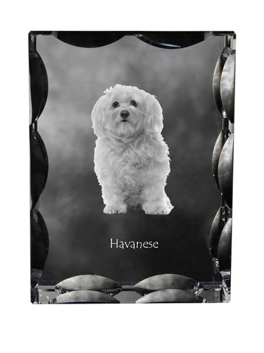 Havaneser,Bichon