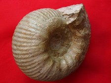 Ammonite du Kimméridgien 