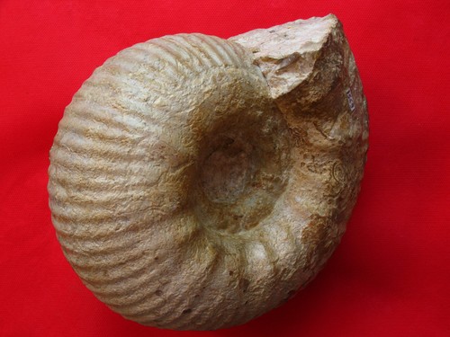 Ammonite kimméridgien - du,