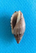 Lyria pauljohnsoni 32,8 mm