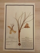 Ancien Herbier Botanique