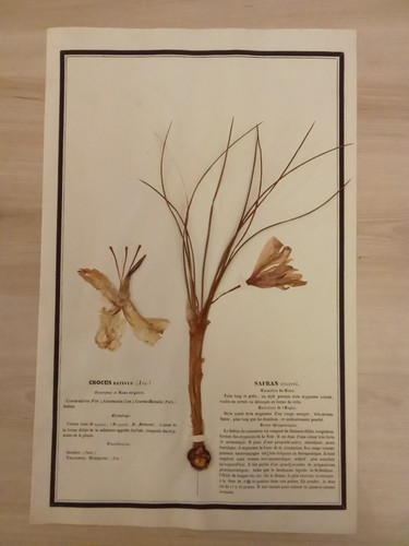 Ancien herbier botanique - ancien,