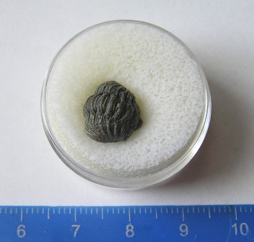 Fossile bebe enroule - de,