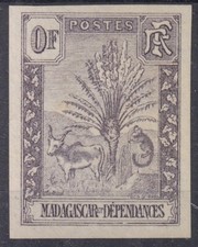 MADAGASCAR ZEBU RAVENALA ESSAI