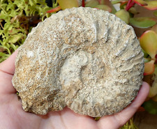 Grand Fossile Ammonite 10x8.5cm Cabinet Curiosité Minéraux Collection rare