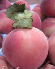 ♫ PECHER, Pêche Blanche -Prunus persica ♫ Graine Noyau ♫ d'Arbre Fruitier Délice