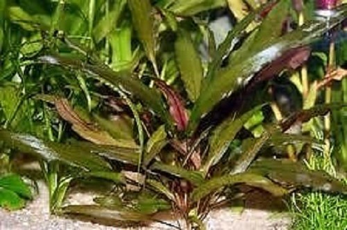 Cryptocoryne wendtii brown 1 - cryptocoryne,