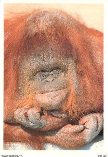 Carte postale animaux - carte,