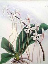 John Nugent Fitch ORIGINAL