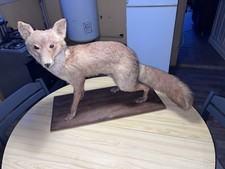 Ancienne taxidermie renard - ancienne,