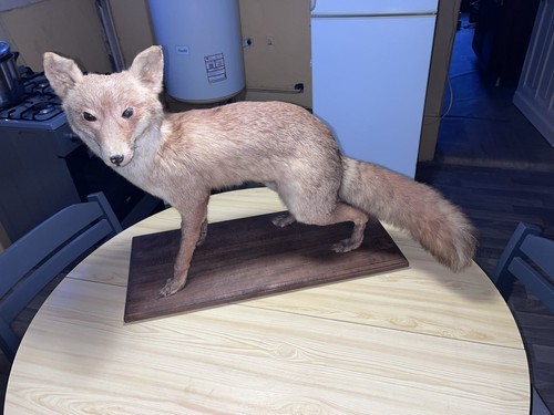 Ancienne taxidermie renard - ancienne,