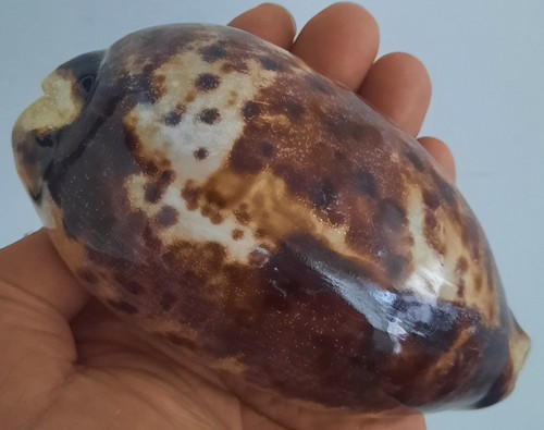 Curiosité taxidermie - curiosité, ,