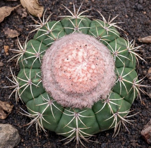 Melocactus neryi seeds - neryi,