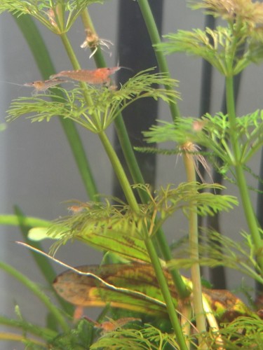 Crevette red cherry